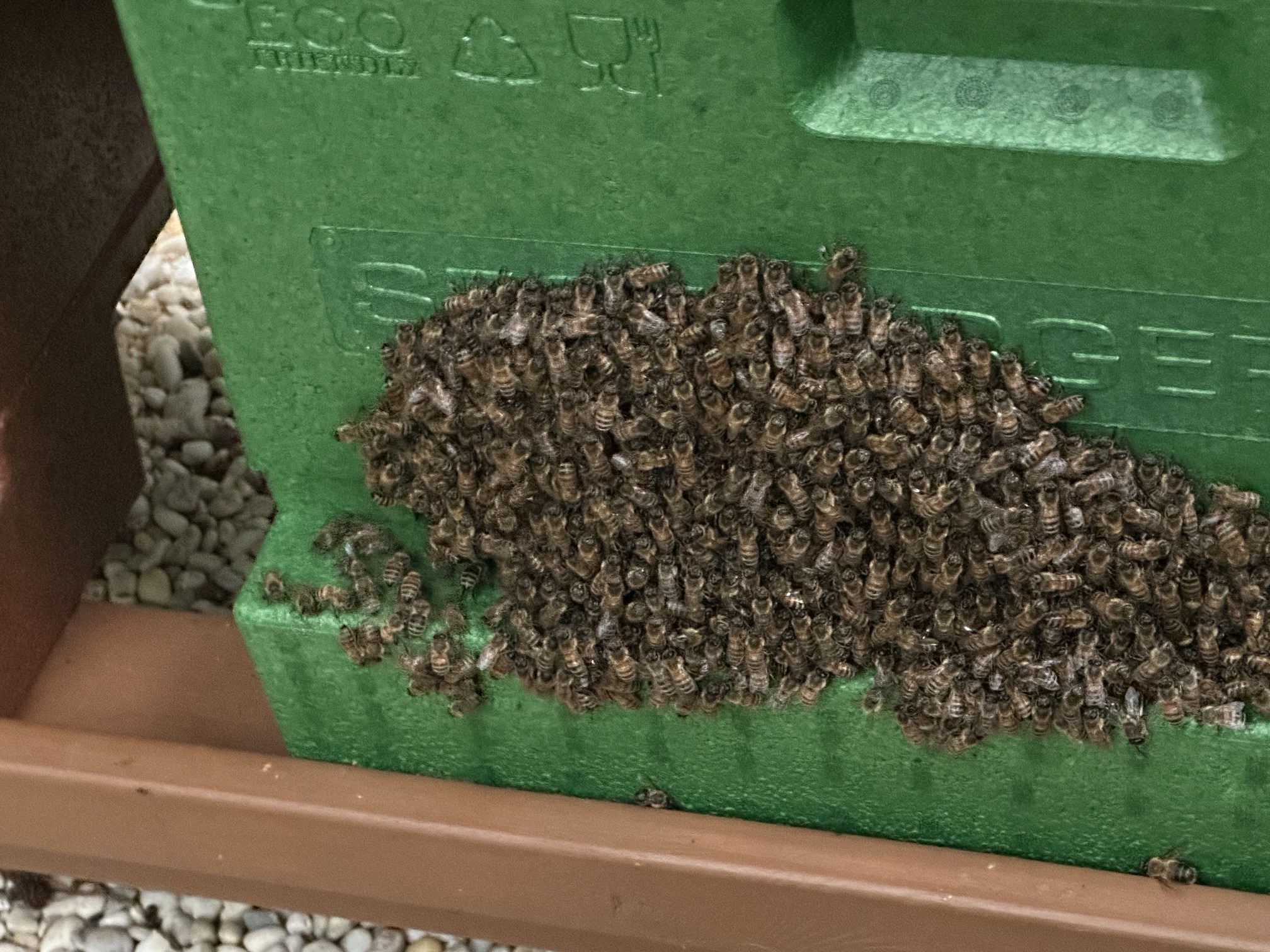 Bienen am Flugloch eines Bienenstocks