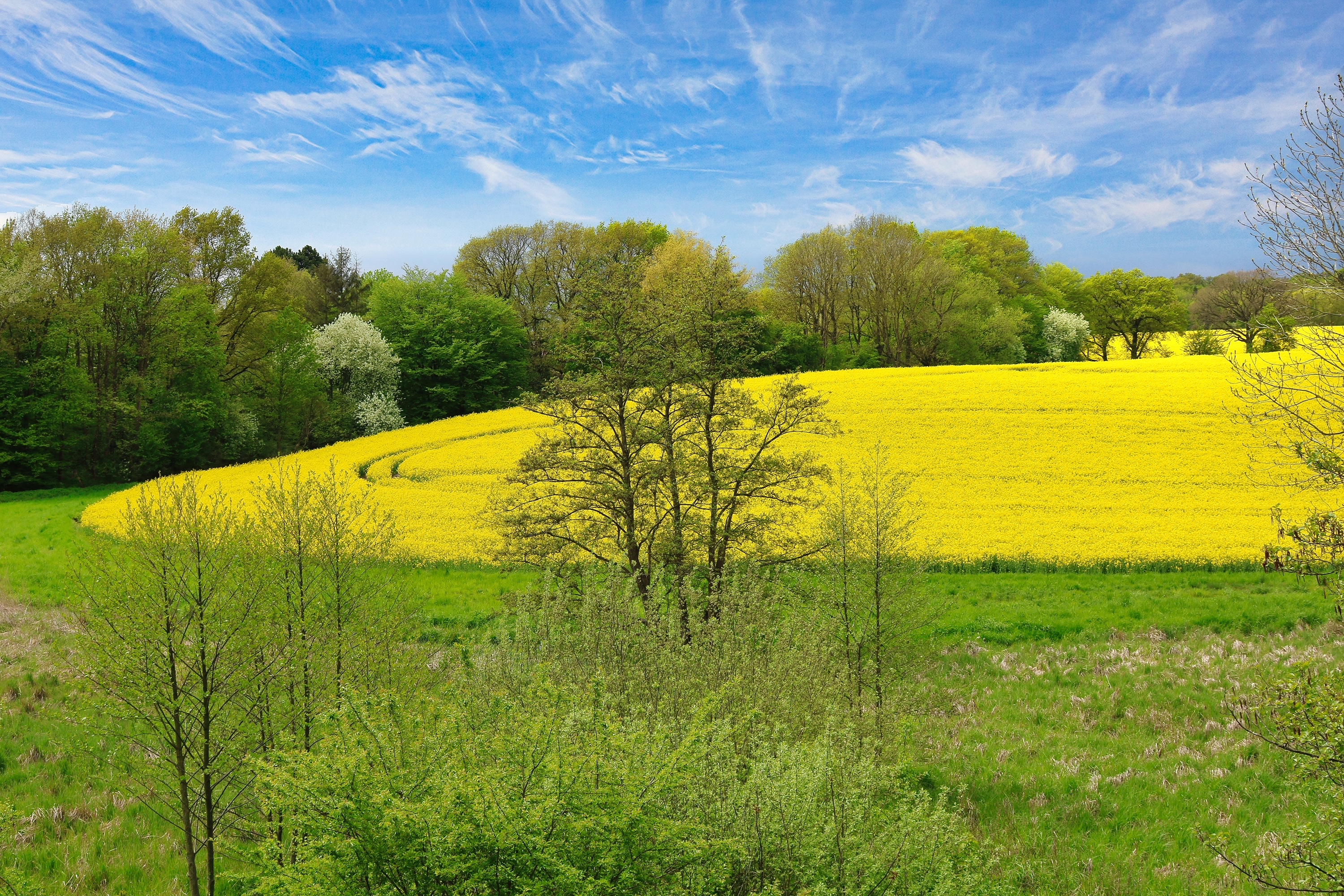 Rapsfeld nahe Reinfeld, wo die Bienen ihren Nektar sammeln